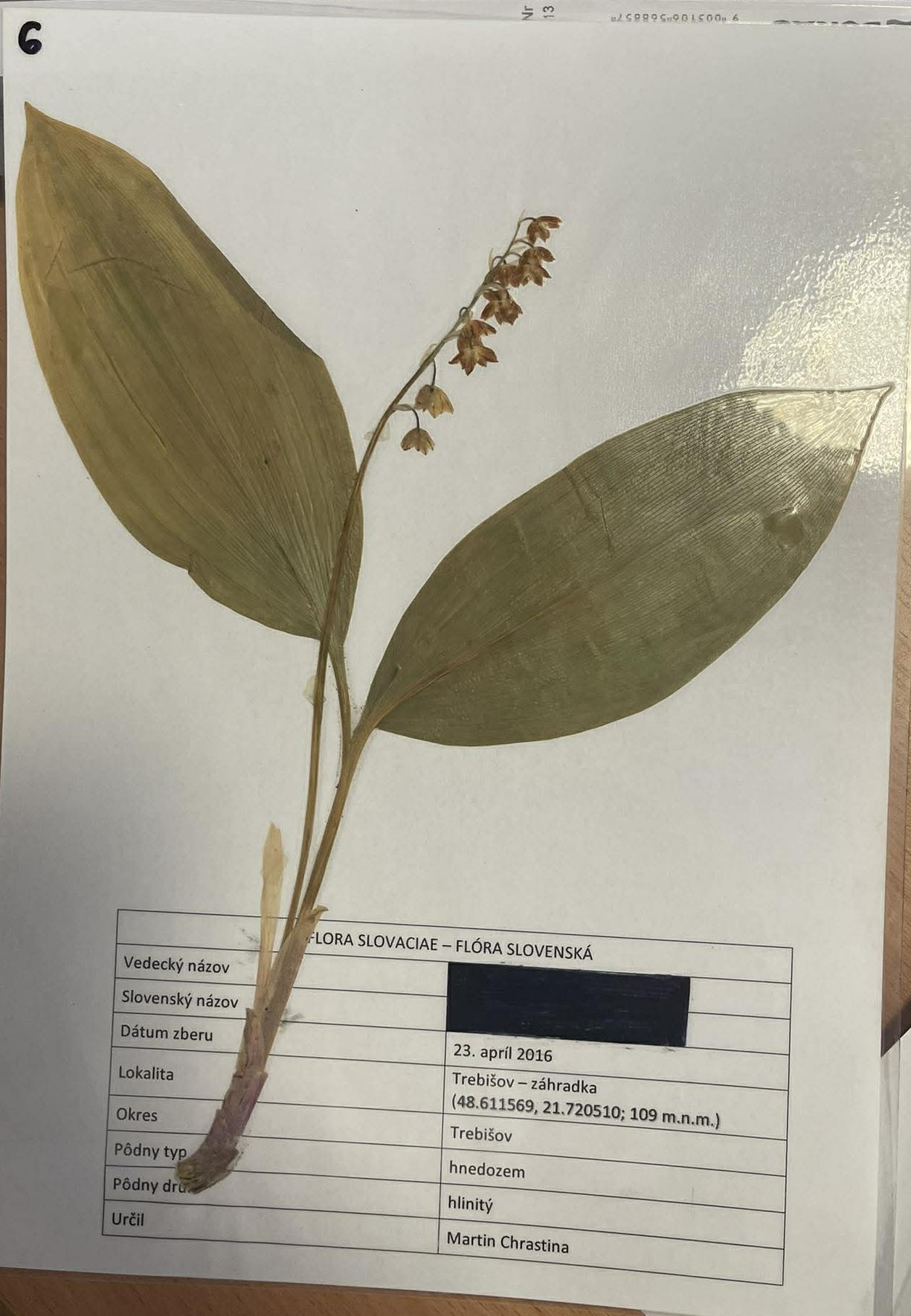 Rastlina Convallaria majalis